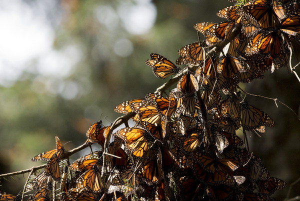 A kaleidoscope of Monarch butterflies hang from a tree branch.