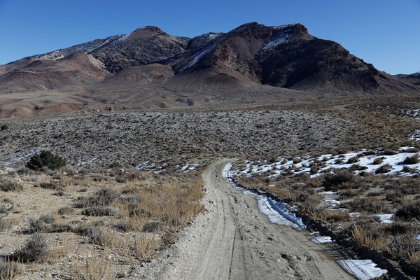 In the Rhyolite Ridge, a patch of Tiehm’s buckwheat is bisected by a road built by a mining company near the proposed site of a lithium mine. 