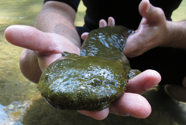 A hellbender.