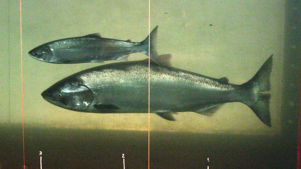 A sockeye salmon (top left) swims past a chinook salmon at the fish-counting window at the Bonneville Dam.