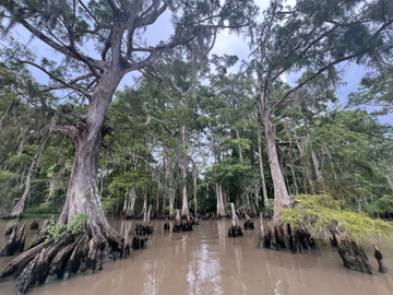 America’s largest river swamp is ailing. Fixing it could be a battle.