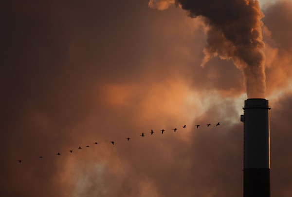 a flock of geese fly past a smokestack 