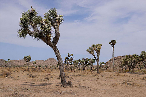 Joshua trees stand in Joshua Tree National Park.