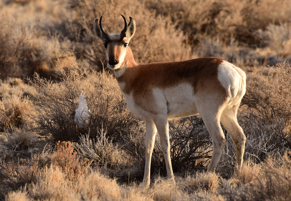 A pronghorn is pictured in Wyoming.