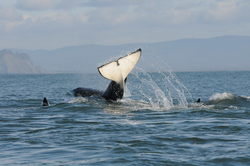 A pod of southern resident killer whales. 