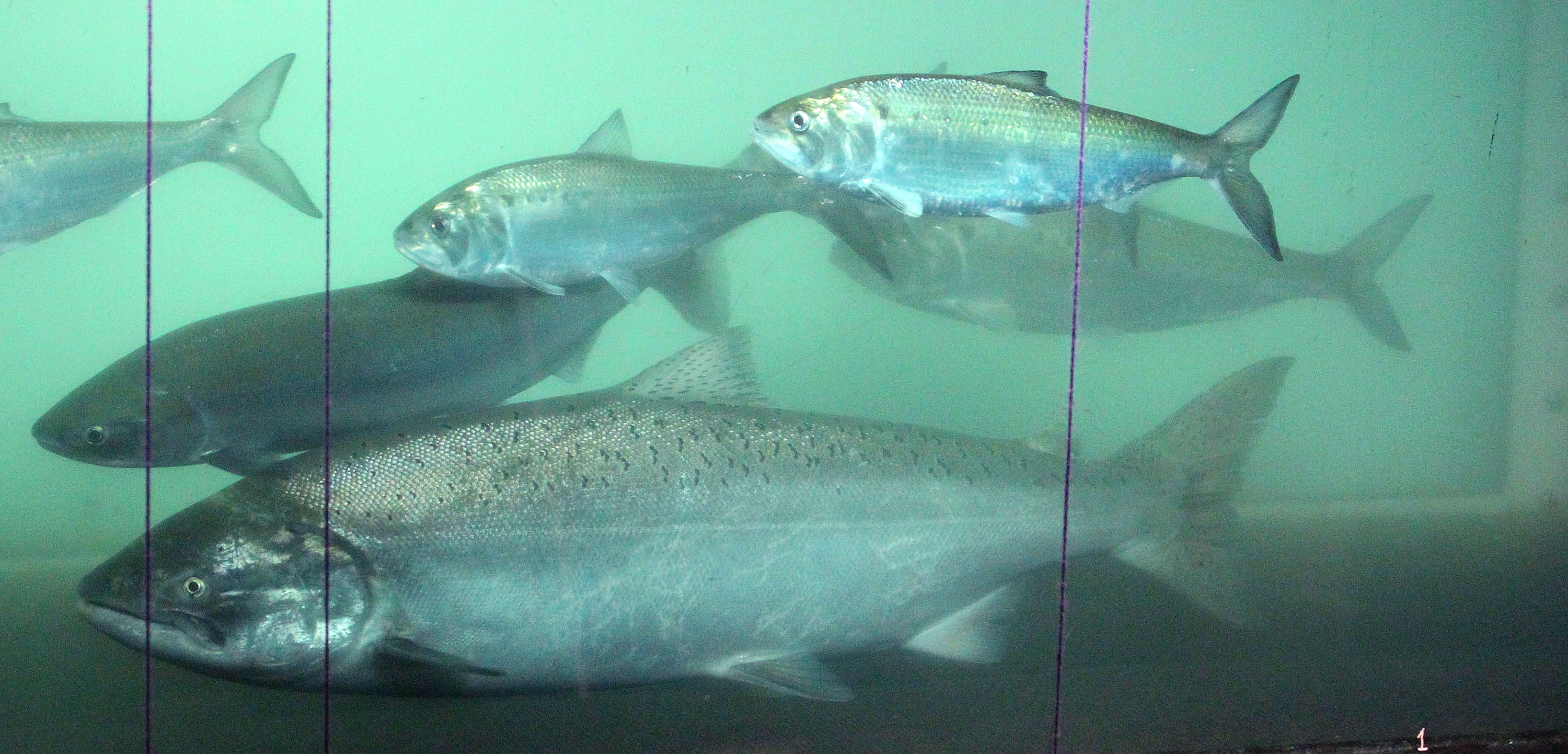 A sockeye salmon (left) swims pass a chinook salmon (center front) and shad (above).